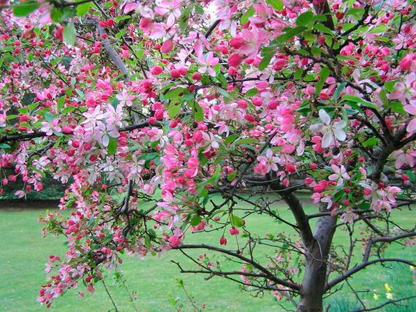 ต้นแอปเปิ้ลประดับสวยงามจนไปถึงกลางฤดูหนาว