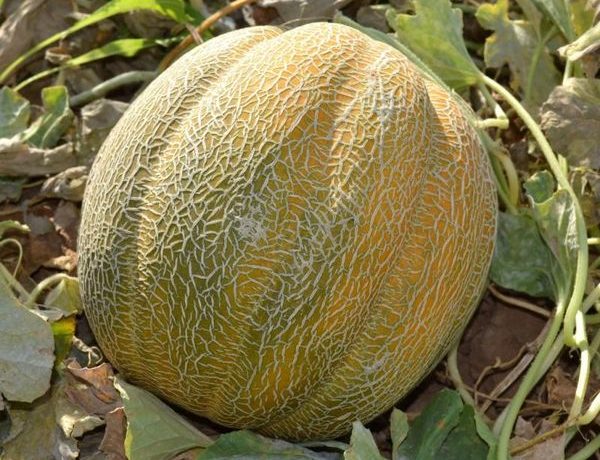 Az etióp dinnyét a szár kiszáradása után szüretelik.