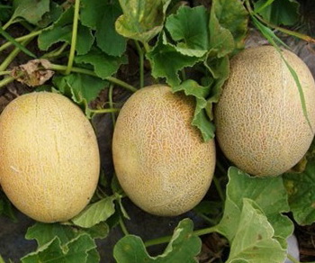 ينمو البطيخ الكراميل F1 جيدًا في البيوت البلاستيكية. ينمو البطيخ الكراميل F1 جيدًا في البيوت البلاستيكية.