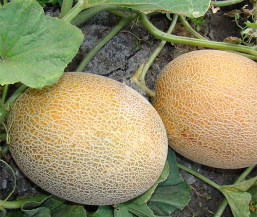 يتم جمع المحصول بعد 50-55 يومًا من النمو. يتم جمع المحصول بعد 50-55 يومًا من النمو.