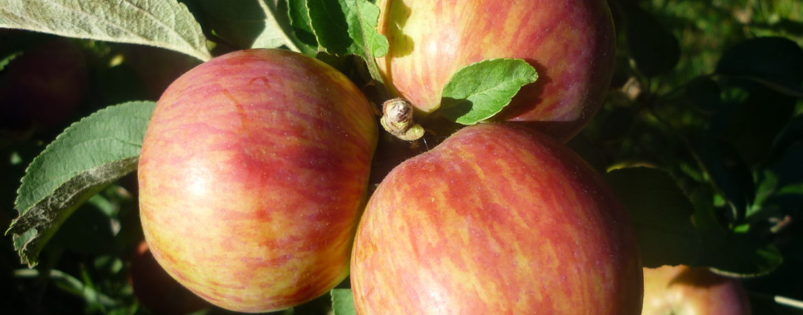 Az Arbat almafa az élet második vagy harmadik évében kezd gyümölcsöt hozni.