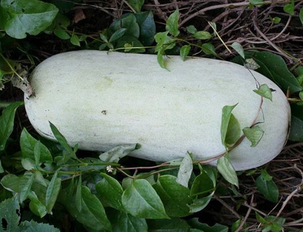 Benincasa-græskar kan opbevares i cirka 2-3 år