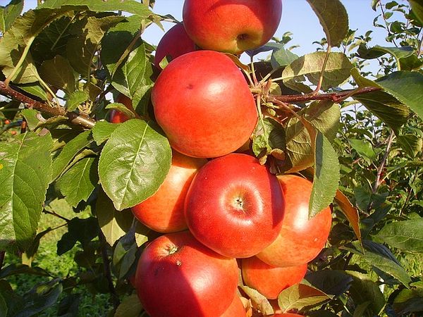 A fehérorosz almafajták különböző országok kertészei számára ismertek.