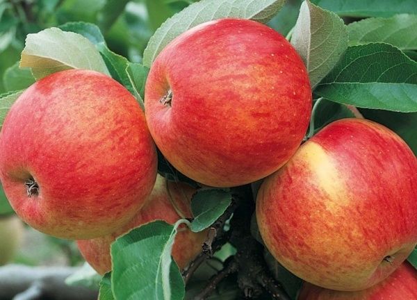 Pinovas ābele ir izturīga pret kraupi. Pinovas ābele ir izturīga pret kraupi.