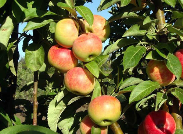 يمكن تخزين تفاح قلادة موسكو لمدة تصل إلى 4 أشهر. يمكن تخزين تفاح قلادة موسكو لمدة تصل إلى 4 أشهر.