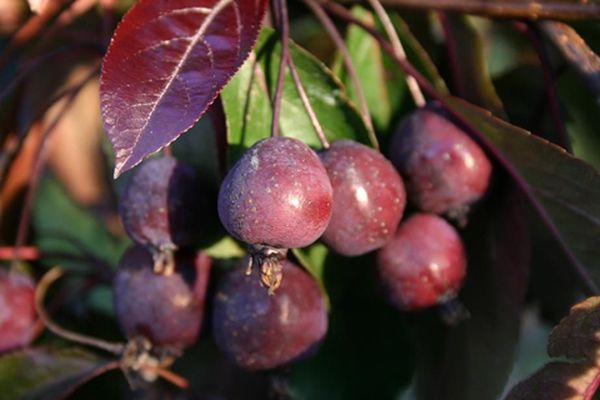 Les fruits du pommier mûrissent au début de l'automne.