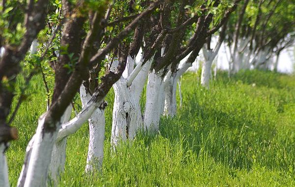 Labāk ir veikt pirmo ābeles balināšanu martā. Labāk ir veikt pirmo ābeles balināšanu martā.