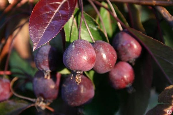 Les pommiers d'ornement résistent bien à l'hiver.