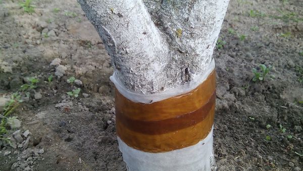 Márciustól augusztusig ajánlott csapdázó övet telepíteni.