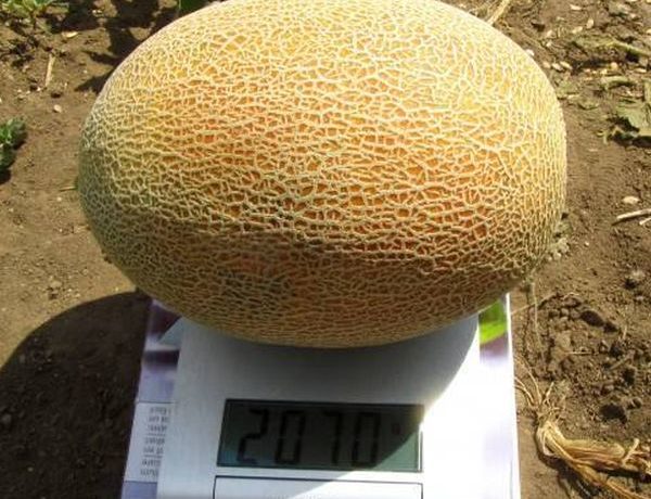 A Radmila dinnyéket csak a szárral együtt kell vágni