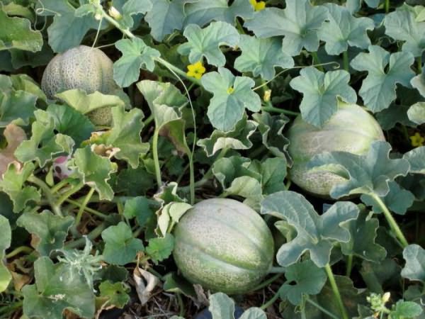 ينصح بقرص البطيخ الحبشي بعد الورقة السادسة. ينصح بقرص البطيخ الحبشي بعد الورقة السادسة.