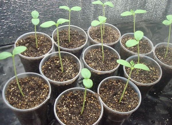 يتم زراعة بذور البطيخ على عمق 1.5-2 سم يتم زراعة بذور البطيخ على عمق 1.5-2 سم