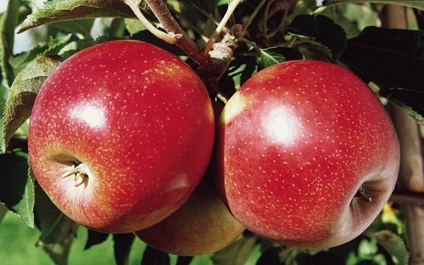 Pinovas ābele sāk nest augļus 2. vai 3. gadā. Pinovas ābele sāk nest augļus 2. vai 3. gadā.