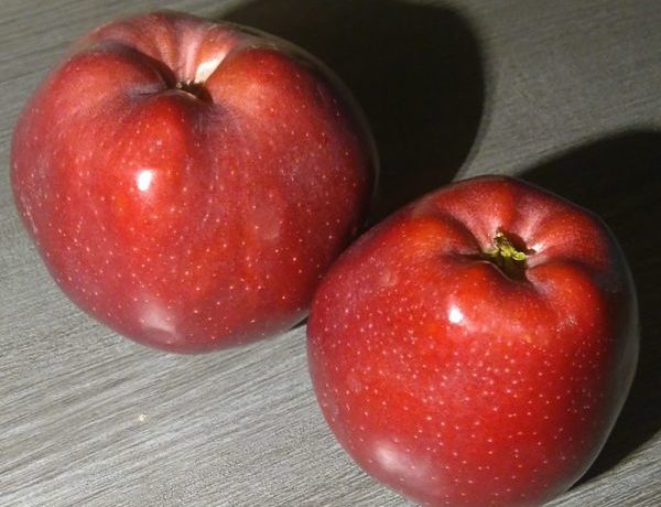 Les pommes Starkrimson peuvent être conservées jusqu'en avril.