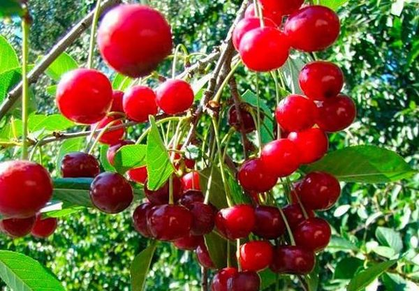 Tidligt modne kirsebærsorter er egnede til Uralbjergene