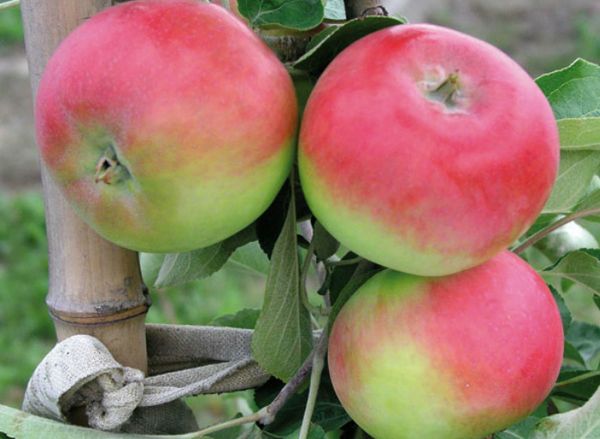 A korai Genf egy évvel az ültetés után hoz gyümölcsöt.