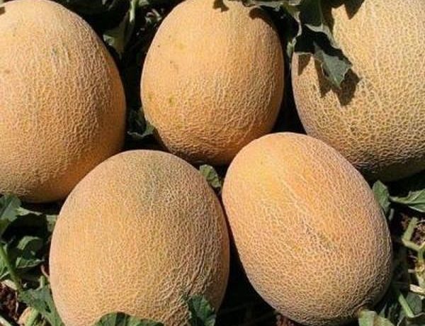 Az ananászdinnye a meleg régiókban való termesztéshez alkalmazkodott.