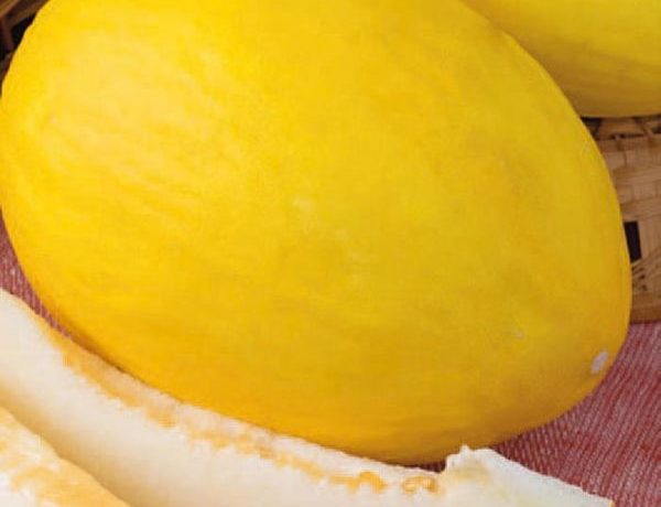 A Taman dinnye jó immunitással rendelkezik