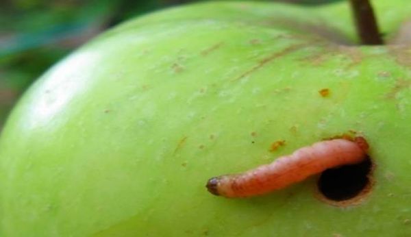 Meg kell akadályozni az almamoly megjelenését a kertben