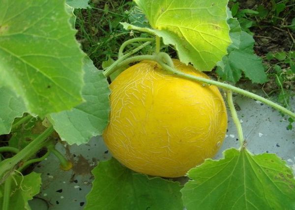 Egy népszerű dinnyefajta, az Aikido