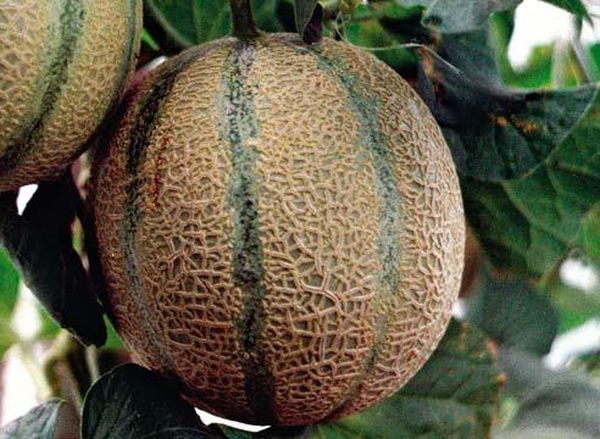 A Galileo egy népszerű dinnyefajta