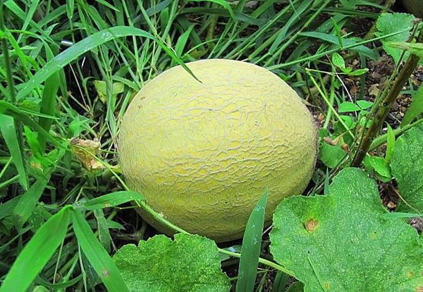 A dinnyét leggyakrabban nyílt terepen termesztik.