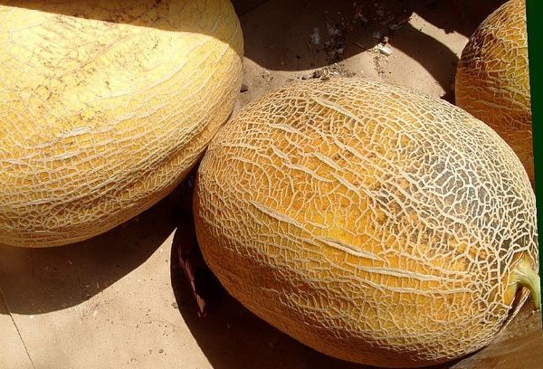 A népszerű Medoc dinnyefajta