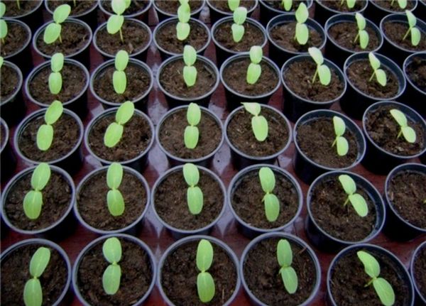 الشتلات الصغيرة تتجذر بنجاح في التربة المفتوحة الشتلات الصغيرة تتجذر بنجاح في التربة المفتوحة