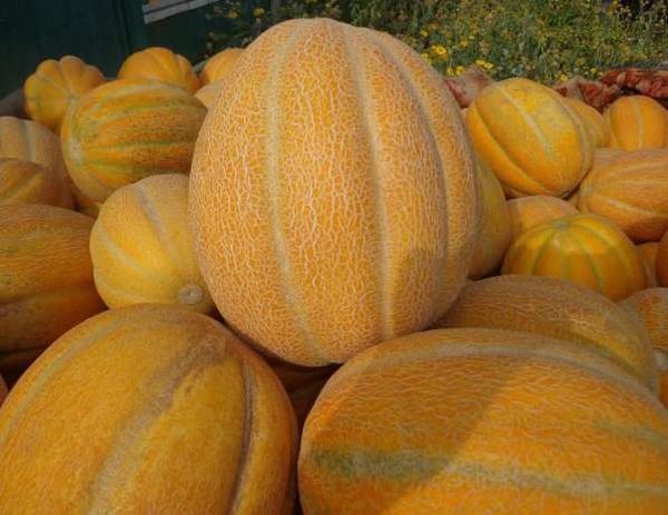 البطيخ الإثيوبي ليس مقاومًا للأمراض الفطرية. البطيخ الإثيوبي ليس مقاومًا للأمراض الفطرية.