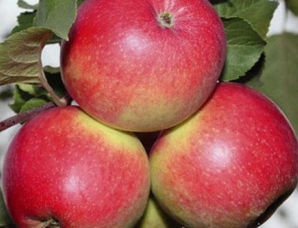 A Gala almafa gyümölcsei elérik a 150 g súlyt.