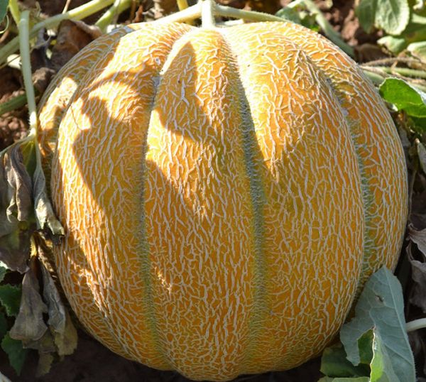 في منتصف الصيف، يمكن أن تعاني البطيخ من أمراض فطرية. في منتصف الصيف، يمكن أن تعاني البطيخ من أمراض فطرية.