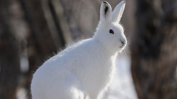 Tél előtt meg kell védeni az almafát a rágcsálóktól.