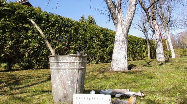 Dārznieki balina ābeles līdz četrām reizēm sezonā. Dārznieki balina ābeles līdz četrām reizēm sezonā.