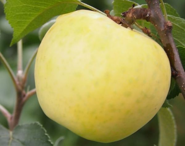 يصل وزن ثمار شجرة التفاح الحوارية إلى حوالي 70-100 جرام. يصل وزن ثمار شجرة التفاح الحوارية إلى حوالي 70-100 جرام.