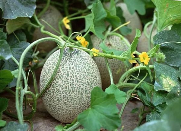 تحتاج البطيخ في الأرض المفتوحة إلى الري بانتظام. تحتاج البطيخ في الأرض المفتوحة إلى الري بانتظام.