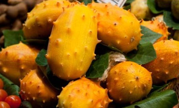 A kiwano dinnye jó hozamú