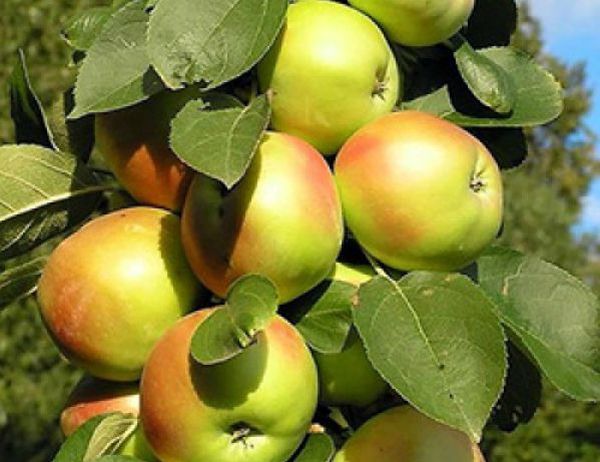 يصل ارتفاع شجرة تفاح العنبر إلى 2.5 متر. يصل ارتفاع شجرة تفاح العنبر إلى 2.5 متر.