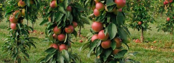 Az Ostankino alma súlya eléri a 150–200 grammot.