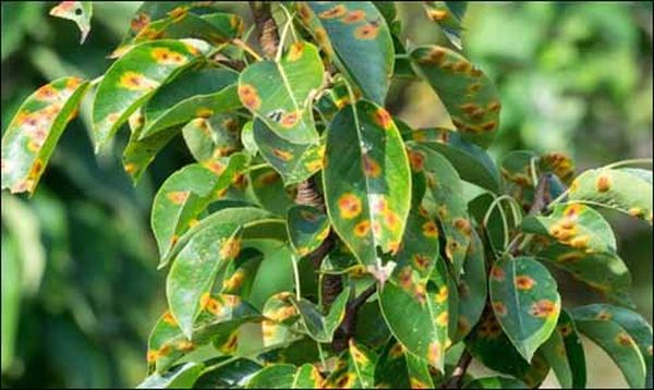 Ajánlott az almafa rozsda által erősen érintett részeit metszeni.