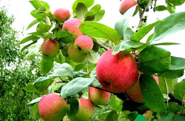 A Venyaminovskoye almaszüret szeptember közepén kezdődik.