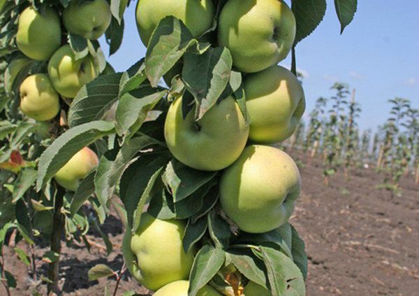 تنضج تفاحات ميدوك في أواخر الصيف. تنضج تفاحات ميدوك في أواخر الصيف.