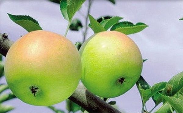 ต้นแอปเปิ้ลสร้อยคออำพันให้ผลผลิตได้ถึง 15 กิโลกรัม