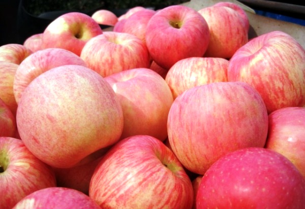 La récolte des pommes commence à la mi-octobre.