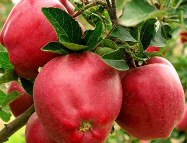 Les pommes Red Delicious pèsent environ 100 à 300 grammes.