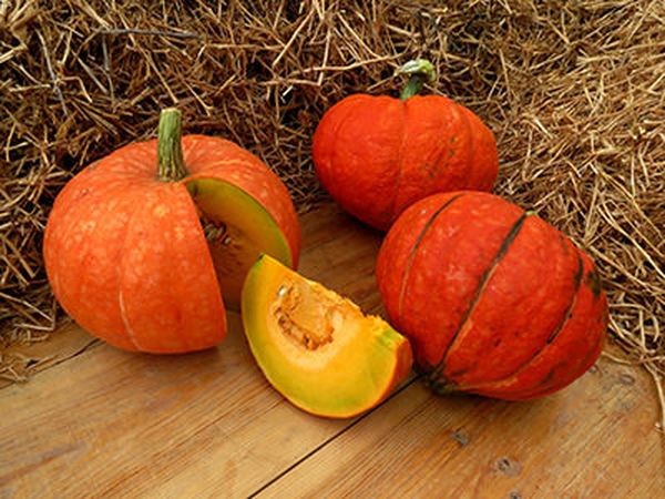 Dynia Konfetka charakteryzuje się wysoką odpornością na zimno