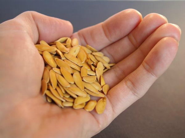 قبل الزراعة، يتم نقع بذور البطيخ في برمنجنات البوتاسيوم قبل الزراعة، يتم نقع بذور البطيخ في برمنجنات البوتاسيوم