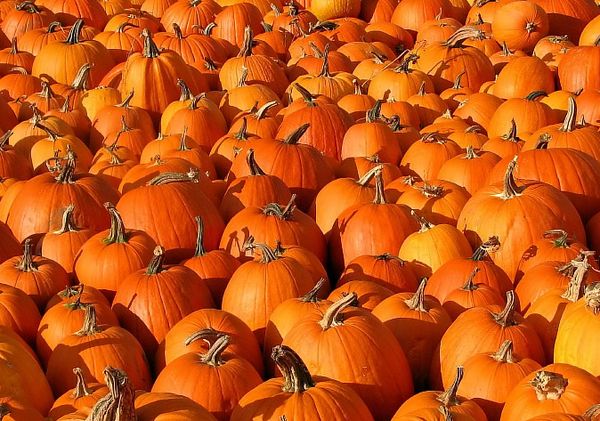 A Rossiyanka tök korai érésű fajta.