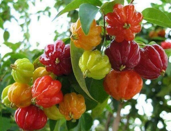 Surinam-kirsebær kan dyrkes i haven og indendørs.