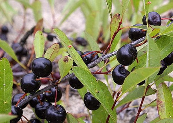 Bessey-kirsebær har god immunitet mod sygdomme