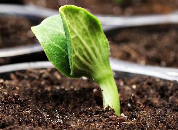 A tök palántákat a holdnaptár szerint ajánlott ültetni.